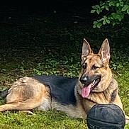 Jade joined the competition — help win amazing prizes! dog, german_shepherd, grass, basketball, outdoor, animal, pet, tongue_out, ears_up, lying_down, nature, greenery, canine, mammal, playful, summer, shade, resting, fur, side_view