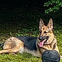 dog, german_shepherd, grass, basketball, outdoor, animal, pet, tongue_out, ears_up, lying_down, nature, greenery, canine, mammal, playful, summer, shade, resting, fur, side_view