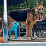 animal, ball, canine, chair, dog, furniture, german_shepherd, greenery, happy, outdoor, patio, pet, playful, pool, summer, sunny, tongue_out, trees, umbrella, water