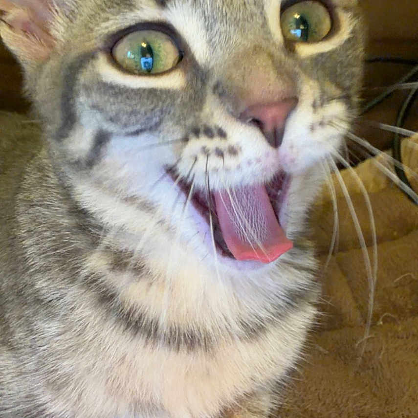 Baya