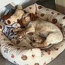 dog, sleeping, plush_toy, dog_bed, acorn_pattern, mushroom_pattern, cozy, indoor, pet, cute, relaxing, napping, fur, animal, resting, small_dog, soft, bed, floor, home