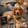 Biscuit participe au concours pour gagner de l'argent avec cette photo : balloons, birthday, celebration, couch, cozy, cute, decorations, dog, frame, french_text, golden_brown, indoor, milestone, paw_prints, pet, plush, puppy, relaxed, sign, toy