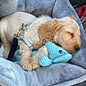 puppy, dog, sleeping, pet_bed, plush_toy, blue_toy, car_interior, harness, leash, cute, cozy, resting, animal, fur, young_dog, pet, adorable, comfort, indoor, relaxation