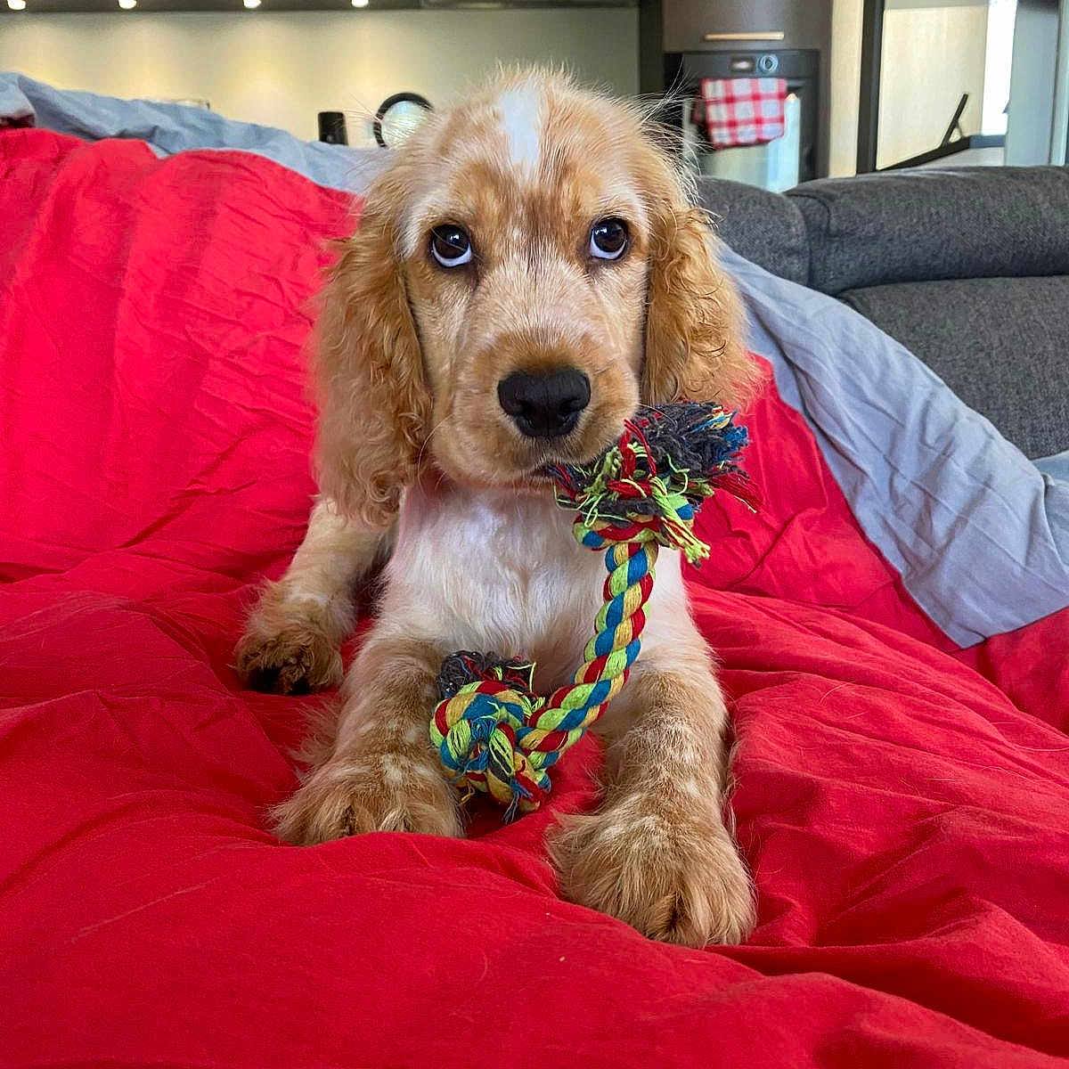 Biscuit