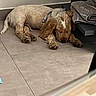 puppy, dog, sleeping, floor, tile, towel, indoor, resting, brown, fur, cute, pet, collar, quiet, calm, relaxed, paw, ears, home, animal