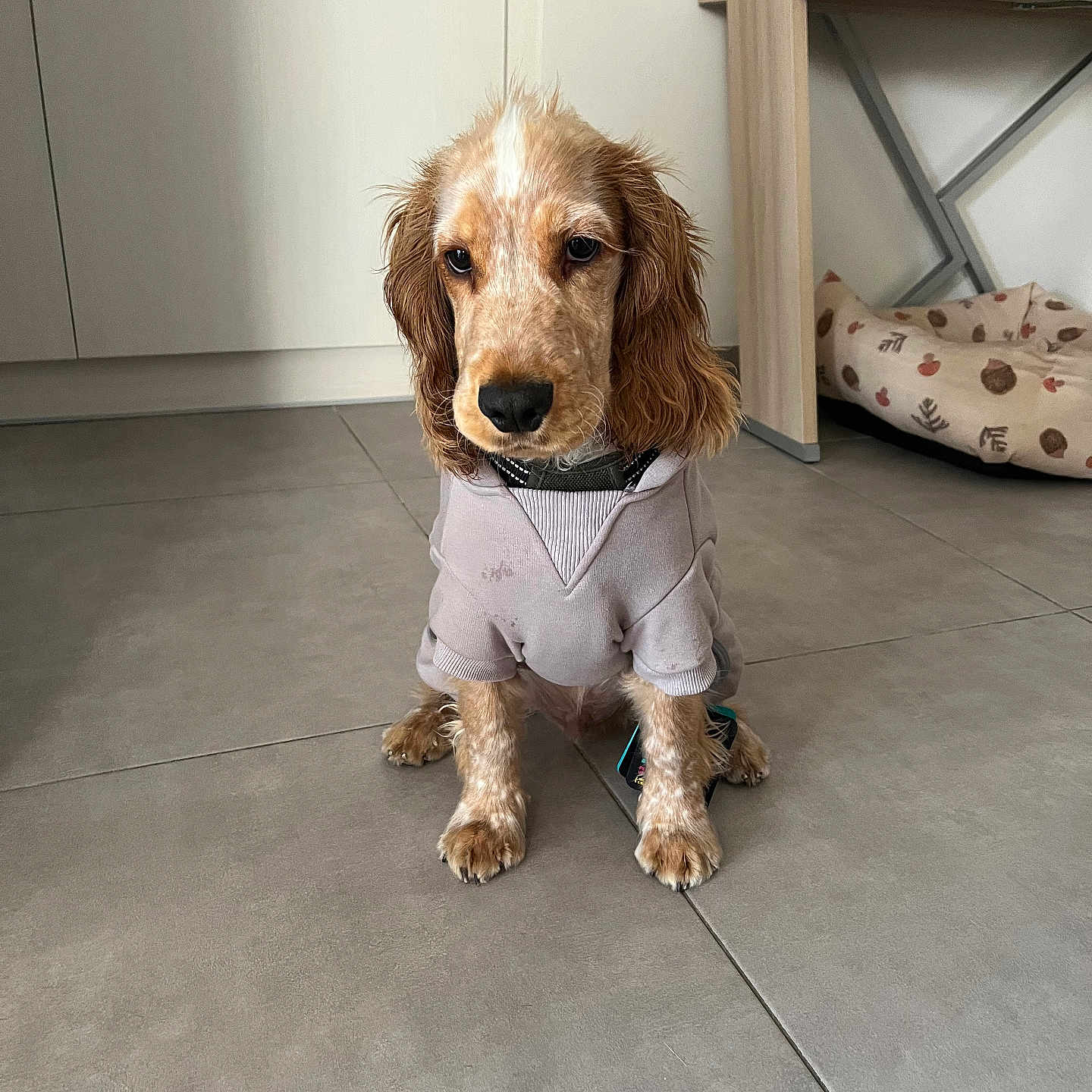 Biscuit
