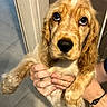 puppy, dog, golden_brown, fur, pet, hands, holding, indoor, floor, tile, cute, young_dog, canine, animal, looking_up, ears, nose, whiskers, portrait, expression