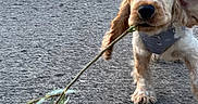 Biscuit participe au concours pour gagner de l'argent avec cette photo : adorable, animal, brown_and_white, curious, cute, dog, ears, fur, leafy_branch, leash, muzzle, nature, outdoor, path, pet, playful, puppy, sidewalk, walking, young_dog