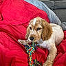 puppy, dog, blanket, toy, rope_toy, indoor, sofa, brown, white, curious, pet, cute, fur, lying_down, home, cozy, animal, playful, young, domestic