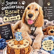 Biscuit participe au concours pour gagner de l'argent avec cette photo : dog, puppy, golden_retriever, birthday, birthday_cake, candle, number_five, pet, animal, sitting, tongue_out, floppy_ears, golden_fur, collar, dog_tag, paw_prints, plush_toy, blanket, indoor, celebration