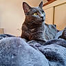 Paco a rejoint le concours — aidez-le/la à gagner de superbes lots ! animal, blanket, cat, closeup, cozy, domestic_cat, ears, fur, furniture, gray_cat, head, indoor, looking_away, pet, relaxed, resting, soft_texture, whiskers, wooden_ceiling, yellow_eyes