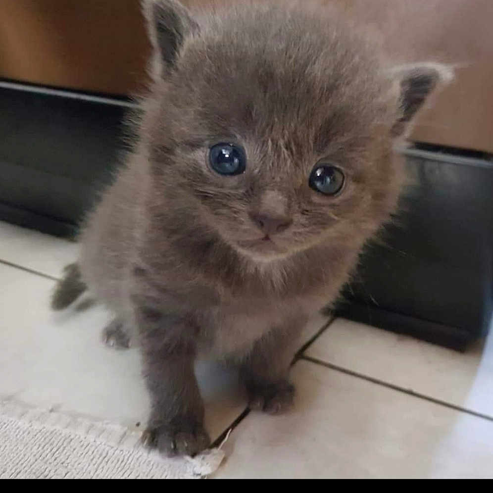 Paco