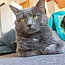 Paco participe au concours pour gagner de l'argent avec cette photo : animal, beard, casual_clothing, cat, closeup, couch, cozy, domestic, furniture, gray_cat, home, indoor, living_room, person, pet, portrait, relaxing, resting, sofa, yellow_eyes