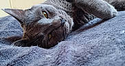 Paco a rejoint le concours — aidez-le/la à gagner de superbes lots ! animal, bedroom, blanket, cat, close_up, comfort, cozy, cute, feline, fur, gray_cat, home, indoor, lying_down, pet, relaxed, resting, sleepy, soft_texture, whiskers