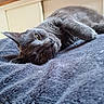 animal, bedroom, blanket, cat, close_up, comfort, cozy, cute, feline, fur, gray_cat, home, indoor, lying_down, pet, relaxed, resting, sleepy, soft_texture, whiskers