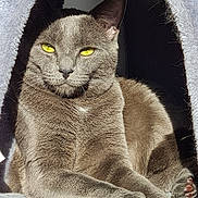 Paco participe au concours pour gagner de l'argent avec cette photo : animal, cat, cat_cave, closeup, cozy, cute, domestic_cat, feline, fur, furry, gray_cat, indoor, paw, pet, portrait, relaxed, resting, sunlight, whiskers, yellow_eyes