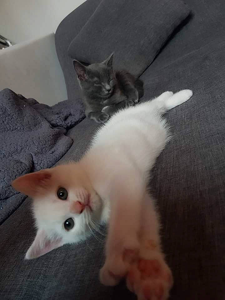 Paco Et Plume participe au concours pour gagner de l'argent avec cette photo : asian, british_semi_longhair, carnivore, cat, domestic_long_haired_cat, domestic_short_haired_cat, felidae, kitten, mammal, norwegian_forest_cat, polydactyl_cat, ragamuffin, ragdoll, skin, small_to_medium_sized_cats, tail, turkish_angora, turkish_van, vertebrate, whiskers