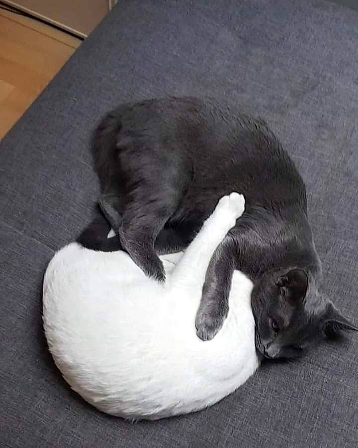 Paco Et Plume a rejoint le concours — aidez-le/la à gagner de superbes lots ! black_cat, carnivore, cat, dog_breed, felidae, korat, nap, paw, russian_blue, small_to_medium_sized_cats, snout, tail