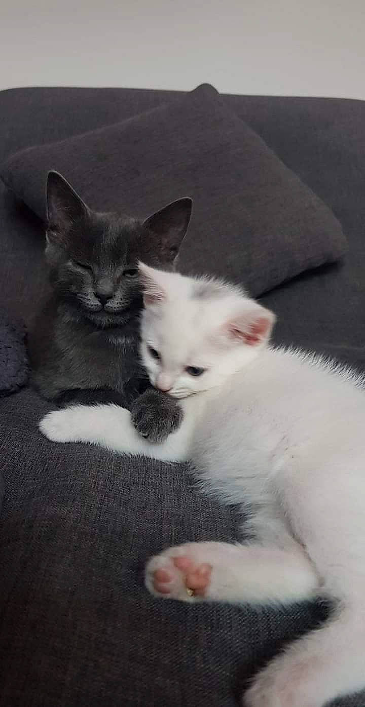 Paco Et Plume a rejoint le concours — aidez-le/la à gagner de superbes lots ! asian, british_shorthair, burmilla, carnivore, cat, colorpoint_shorthair, domestic_short_haired_cat, felidae, kitten, mammal, polydactyl_cat, ragdoll, small_to_medium_sized_cats, turkish_angora, vertebrate, whiskers