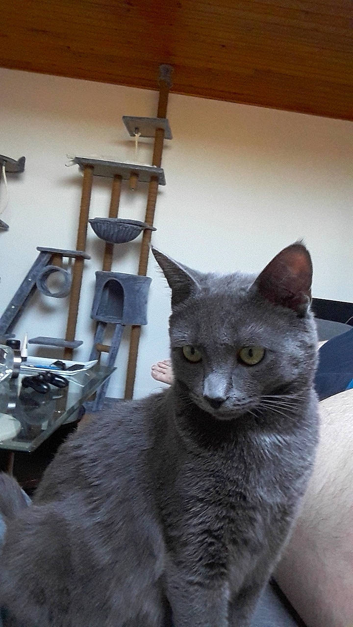 Paco Et Plume a rejoint le concours — aidez-le/la à gagner de superbes lots ! asian, british_shorthair, burmese, carnivore, cat, chartreux, domestic_short_haired_cat, felidae, korat, mammal, nebelung, russian_blue, small_to_medium_sized_cats, vertebrate, whiskers