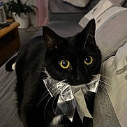 Poupette a rejoint le concours — aidez-le/la à gagner de superbes lots ! animal, black_cat, bow_tie, cat, close_up, couch, cozy, curious, cute, domestic_cat, furniture, home, indoor, mammal, pet, portrait, silver_bow, tabby, whiskers, yellow_eyes