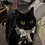 animal, black_cat, bow_tie, cat, close_up, couch, cozy, curious, cute, domestic_cat, furniture, home, indoor, mammal, pet, portrait, silver_bow, tabby, whiskers, yellow_eyes