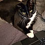 Poupette a rejoint le concours — aidez-le/la à gagner de superbes lots ! black_and_white, blanket, cat, couch, cozy, curious, domestic_cat, feline, fur, home, indoor, keyboard, laptop, pet, pillow, relaxed, resting, tuxedo_cat, whiskers, yellow_eyes