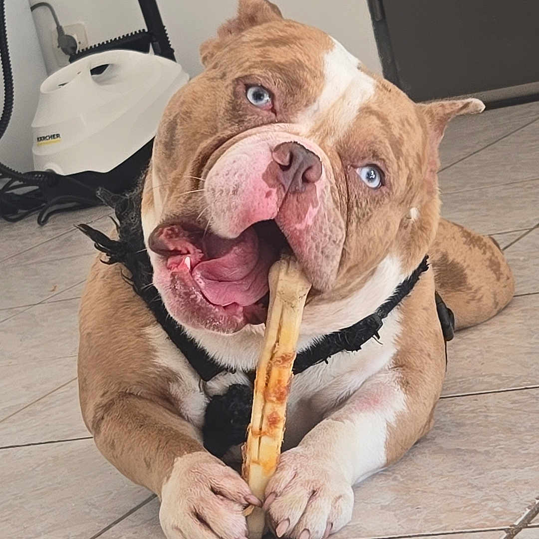 Venom participe au concours pour gagner de l'argent avec cette photo : bulldog, dog, blue_eyes, chewing, chew_stick, floor, tile_floor, indoor, pet, canine, paw, snout, tongue, ears, collar, happy, animal, domestic, closeup, lying_down