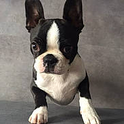 Nesquick participe au concours pour gagner de l'argent avec cette photo : adorable, animal, black_and_white, boston_terrier, canine, curious, cute, dog, ears, front_paws, fur, gray_background, indoor, looking, pet, portrait, puppy, small_dog, whiskers, young