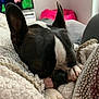 black_and_white, blanket, boston_terrier, canine, close_up, cozy, cushion, dog, domestic_animal, fur, home, indoor, living_room, nap, paw, pet, relaxation, resting, sleeping, soft_texture