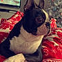 Nesquick a rejoint le concours — aidez-le/la à gagner de superbes lots ! animal, blanket, boston_terrier, christmas_tree, cozy, cute, dog, ears_up, furniture, holiday_decor, indoor, living_room, pattern, pet, portrait, red, resting, side_view, television, white