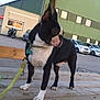 Nesquick a rejoint le concours — aidez-le/la à gagner de superbes lots ! alert, animal, boston_terrier, car, collar, daytime, dog, green_building, industrial_building, leash, motorcycle, outdoor, parking_lot, pavement, pet, shelter, side_view, standing, window, wooden_bench