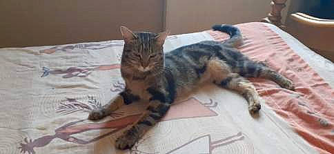 Chouquette participe au concours pour gagner de l'argent avec cette photo : carnivore, cat, comfort, felidae, fur, small_to_medium_sized_cats, terrestrial_animal, whiskers