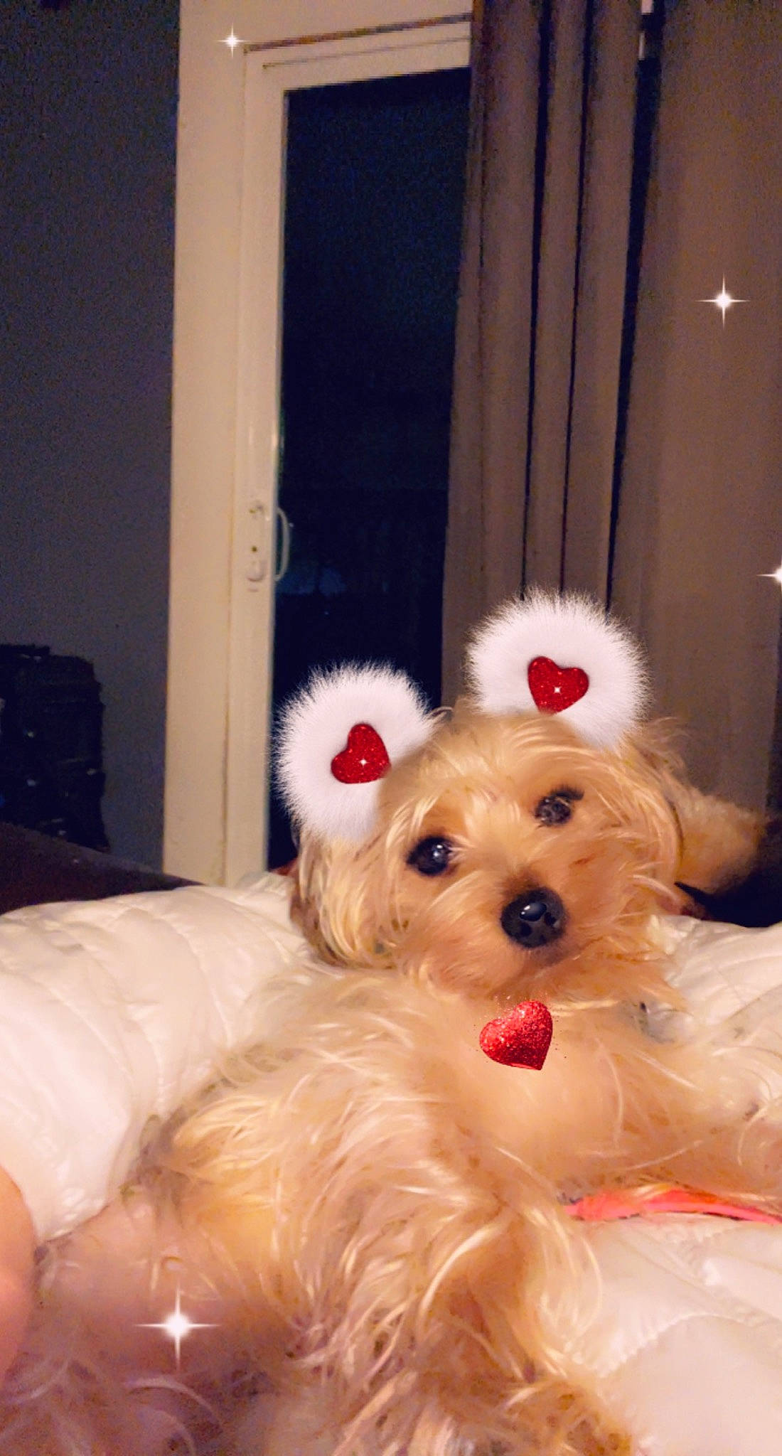 Duke joined the competition — help win amazing prizes! canidae, carnivore, companion_dog, curtain, dog, dog_breed, dog_supply, event, fur, maltepoo, non_sporting_group, small_terrier, sporting_group, terrier, toy_dog, water_dog, working_animal, yorkipoo