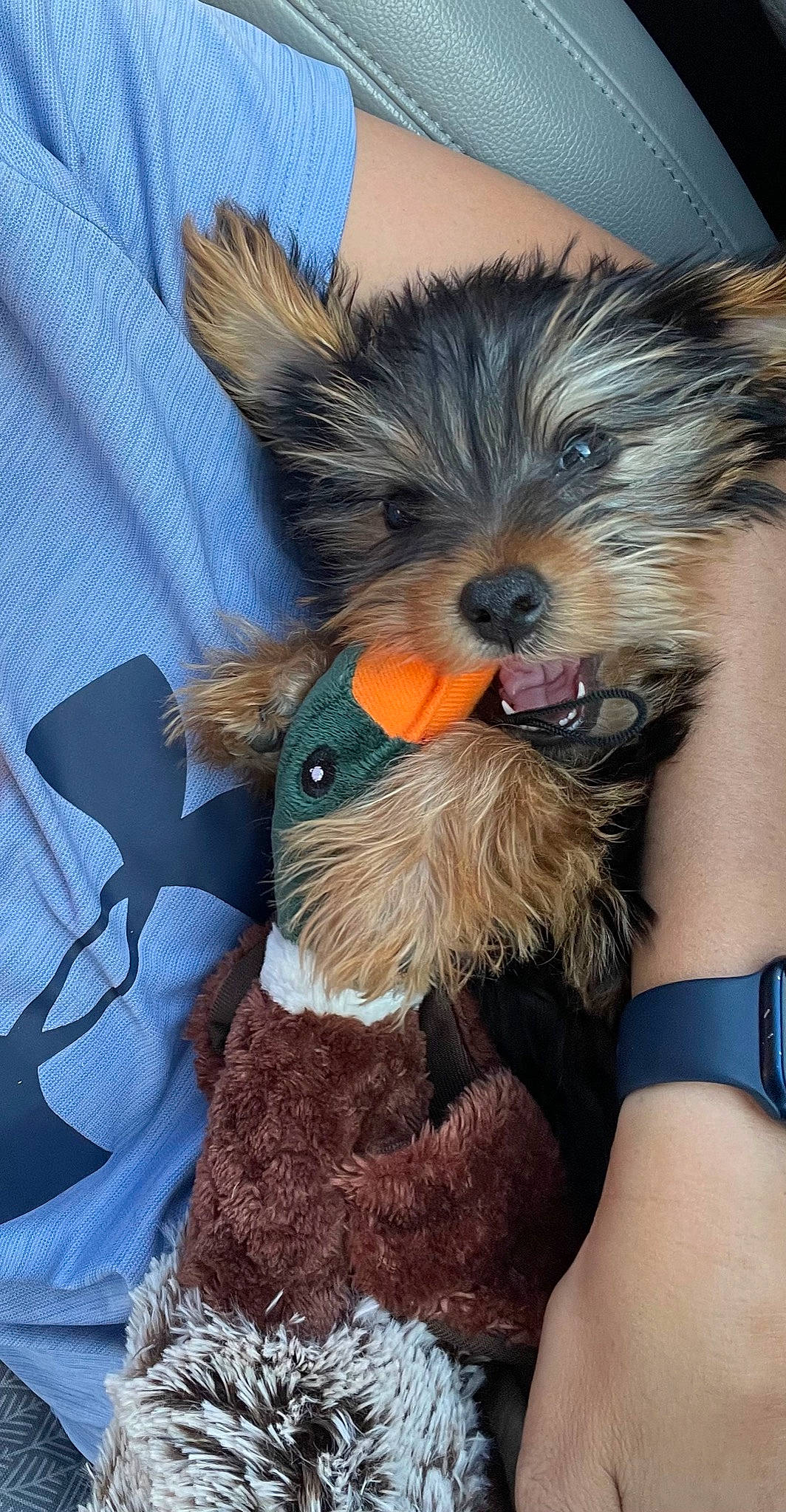 Duke joined the competition — help win amazing prizes! australian_terrier, canidae, carnivore, companion_dog, dog, dog_breed, dog_clothes, dog_supply, fawn, fur, hat, liver, small_terrier, snout, sporting_group, terrier, toy_dog, whiskers, working_animal, yorkshire_terrier
