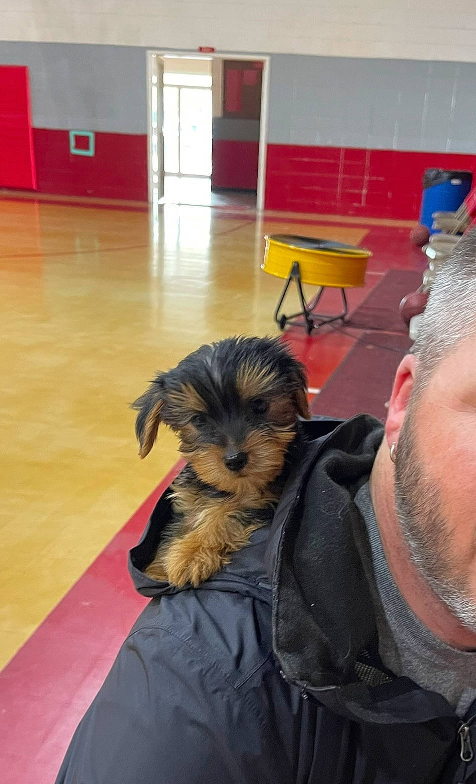 Duke joined the competition — help win amazing prizes! canidae, carnivore, chair, companion_dog, dog, dog_breed, flooring, fur, hall, hardwood, room, small_terrier, sporting_group, terrier, toy_dog