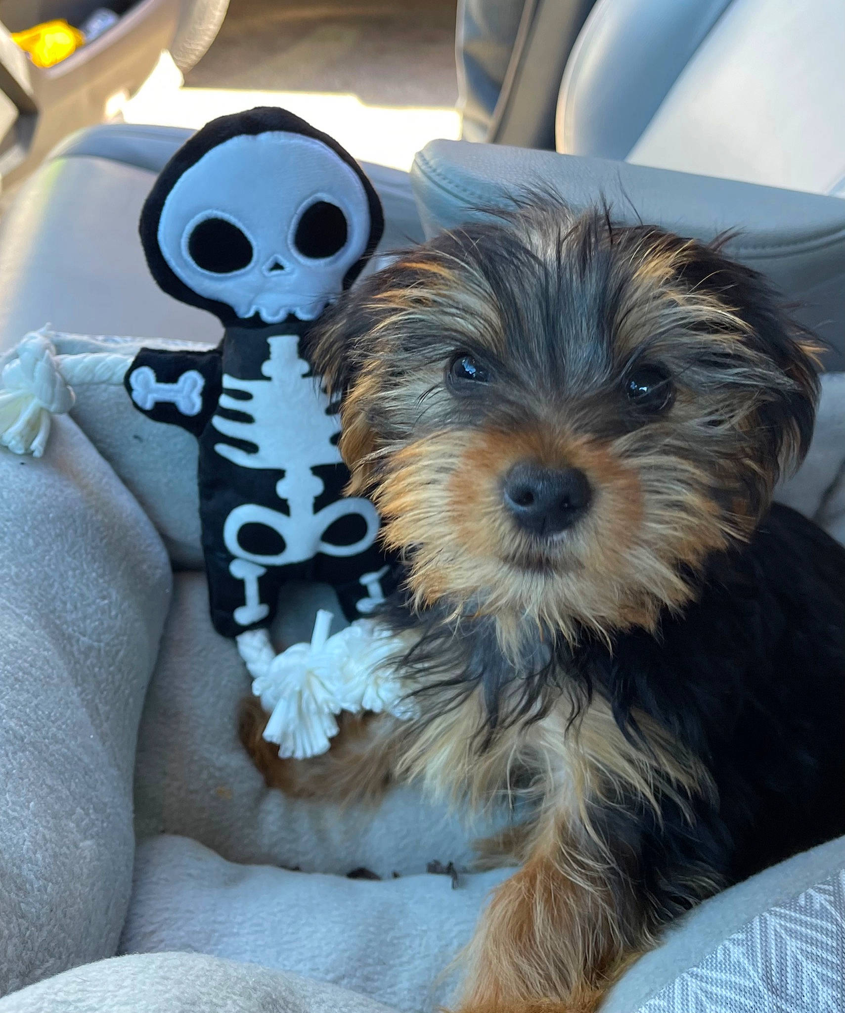Duke is registered to the contest to win money with this photo: canidae, carnivore, companion_dog, dog, dog_breed, dog_clothes, dog_supply, eyewear, fashion_accessory, fur, personal_protective_equipment, puppy_love, shih_poo, small_terrier, snout, sporting_group, terrier, toy, toy_dog, working_animal