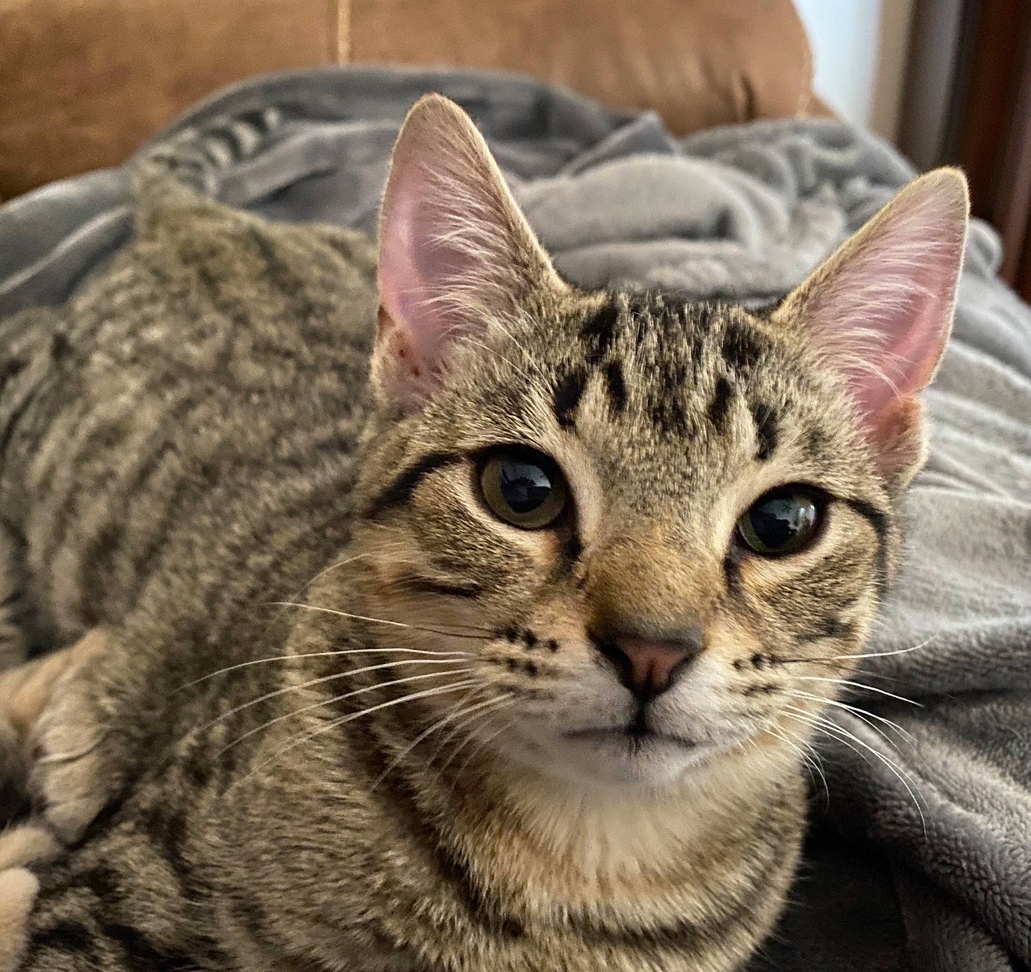 Haun is registered to the contest to win money with this photo: carnivore, cat, domestic_short_haired_cat, felidae, fur, small_to_medium_sized_cats, snout, terrestrial_animal, whiskers, wildlife