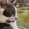cat, gray_and_white, window, looking_out, sunlight, indoor, pet, animal, feline, whiskers, ears, nose, side_profile, resting, fur, nature_outside, blurred_background, peaceful, domestic, soft_light