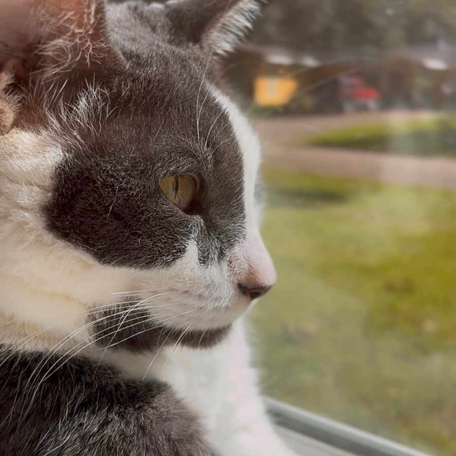 Phoenix is registered to the contest to win money with this photo: cat, gray_and_white, window, looking_out, sunlight, indoor, pet, animal, feline, whiskers, ears, nose, side_profile, resting, fur, nature_outside, blurred_background, peaceful, domestic, soft_light