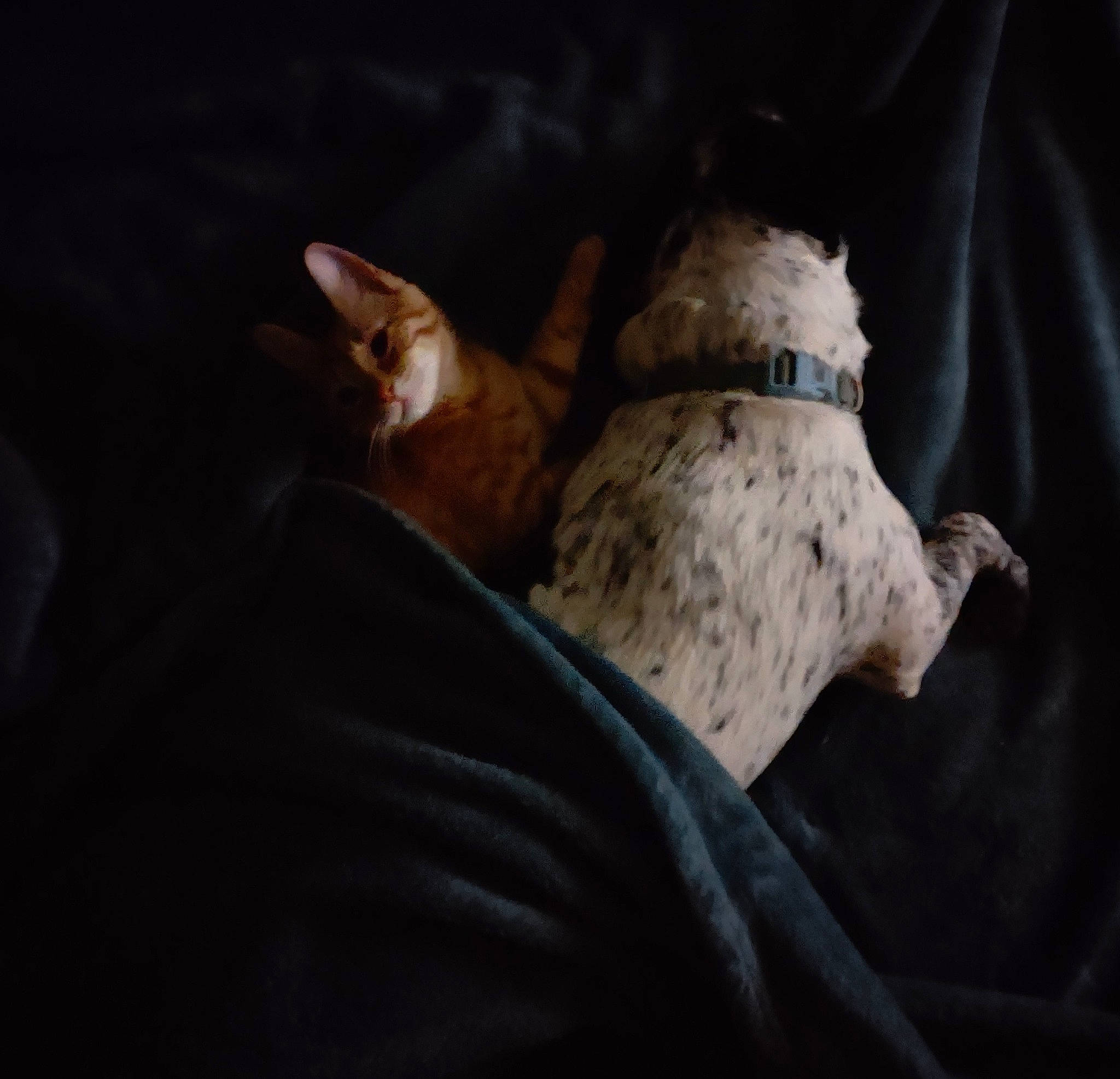 Mitzi Moo Moo is registered to the contest to win money with this photo: canidae, carnivore, cloud, comfort, companion_dog, darkness, dog, dog_bed, dog_breed, fawn, felidae, fur, linens, nap, paw, small_to_medium_sized_cats, snout, sporting_group, tail, whiskers