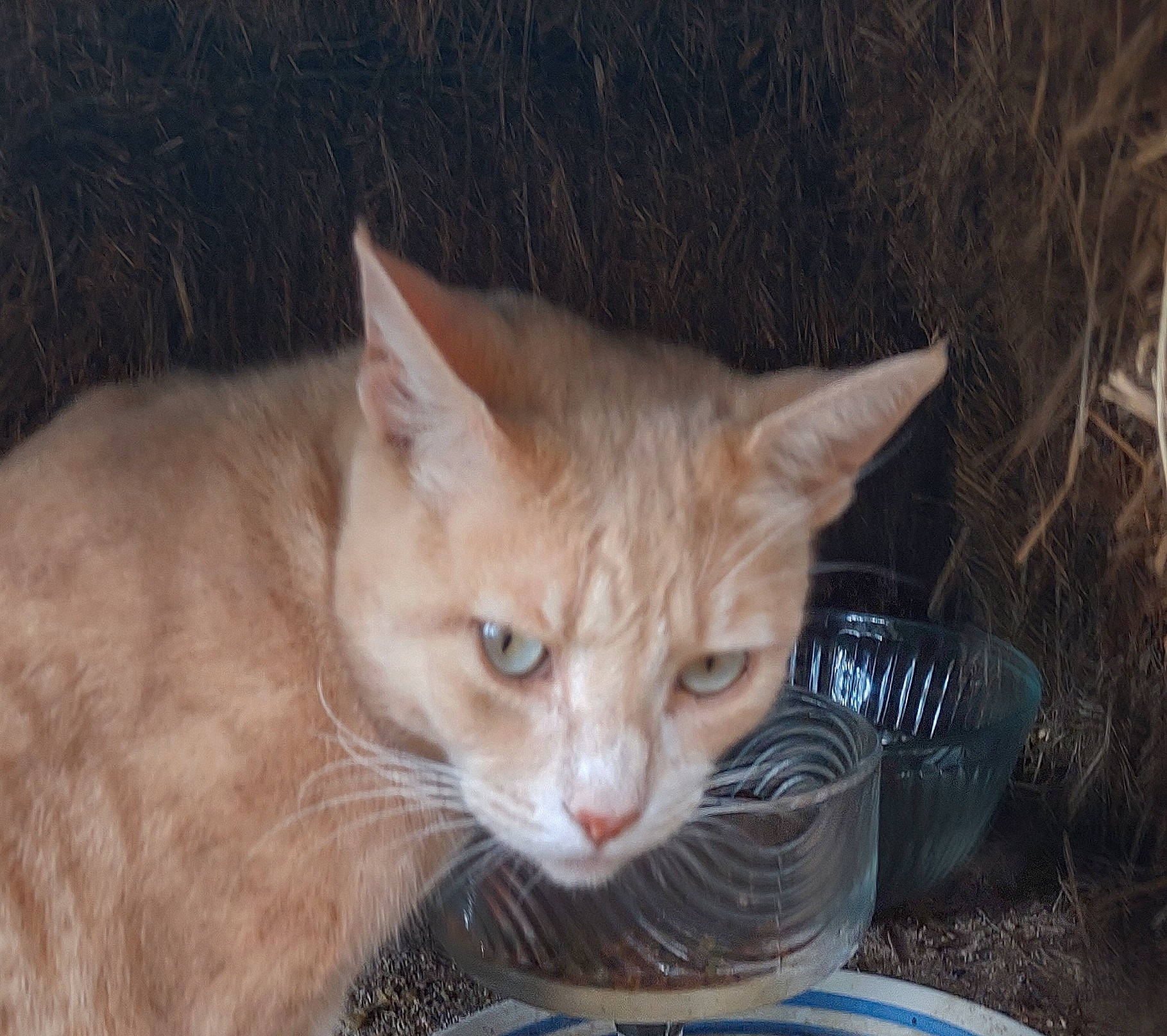 Snuggle Bugs is registered to the contest to win money with this photo: carnivore, cat, claw, domestic_short_haired_cat, fawn, felidae, fur, grass, paw, sitting, small_to_medium_sized_cats, snout, tail, terrestrial_animal, whiskers, wildlife, wood