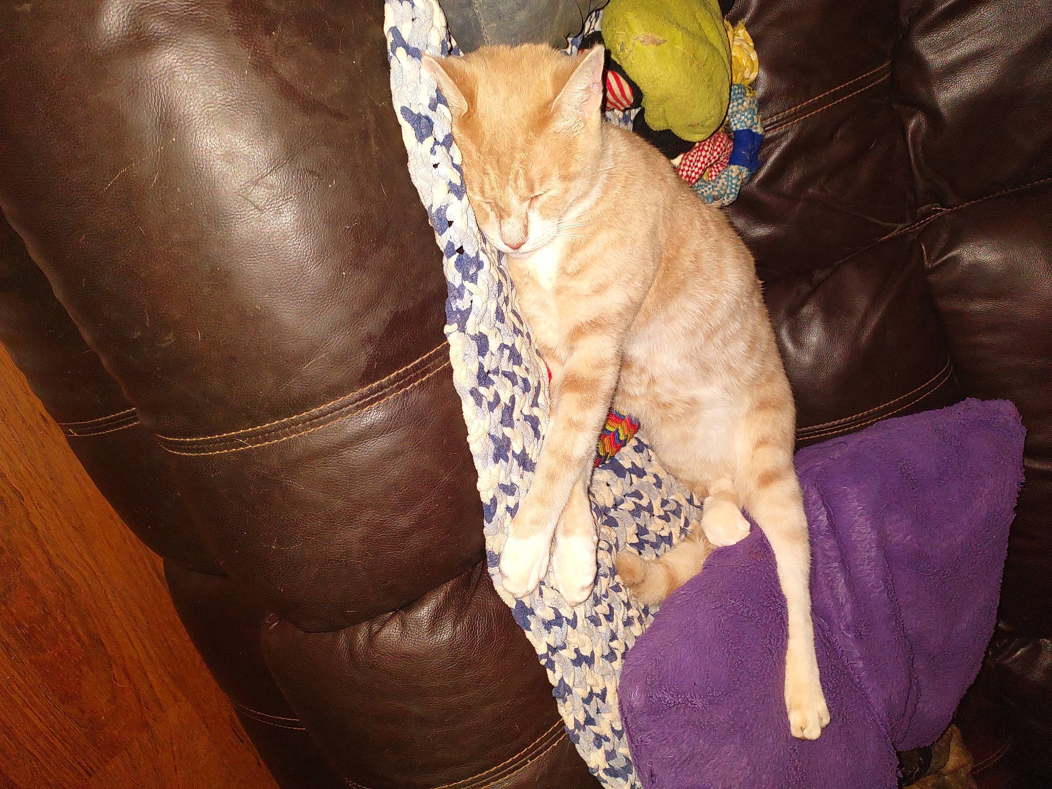 Snuggle Bugs joined the competition — help win amazing prizes! bag, brown, carnivore, cat, comfort, couch, dog_breed, domestic_short_haired_cat, electric_blue, fawn, felidae, foot, fur, human_leg, lap, small_to_medium_sized_cats, tail, thigh, whiskers, wood