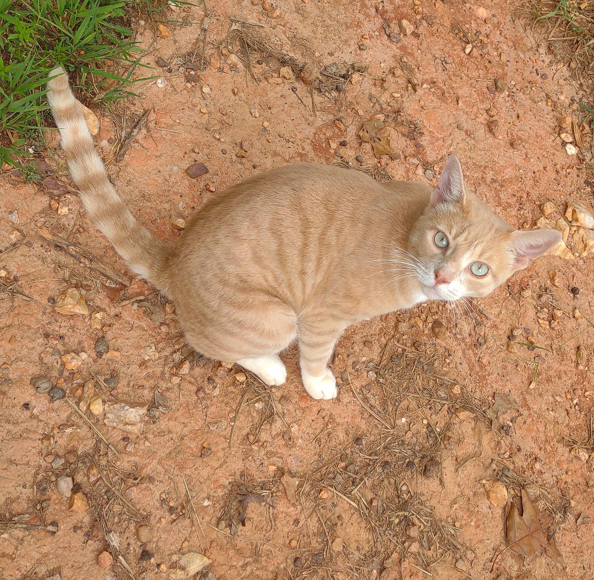 Snuggle Bugs is registered to the contest to win money with this photo: brown, carnivore, cat, comfort, domestic_short_haired_cat, eye, fawn, felidae, fur, grass, head, paw, small_to_medium_sized_cats, snout, soil, tail, terrestrial_animal, whiskers, wildlife, wood