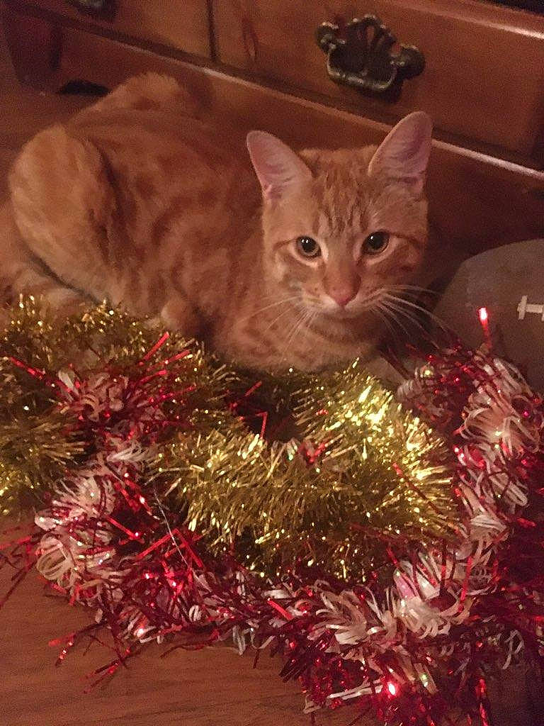 Kekee is registered to the contest to win money with this photo: carnivore, cat, christmas, christmas_decoration, christmas_eve, christmas_ornament, christmas_tree, conifer, event, evergreen, fawn, felidae, fur, holiday, holiday_ornament, interior_design, ornament, small_to_medium_sized_cats, whiskers, wood