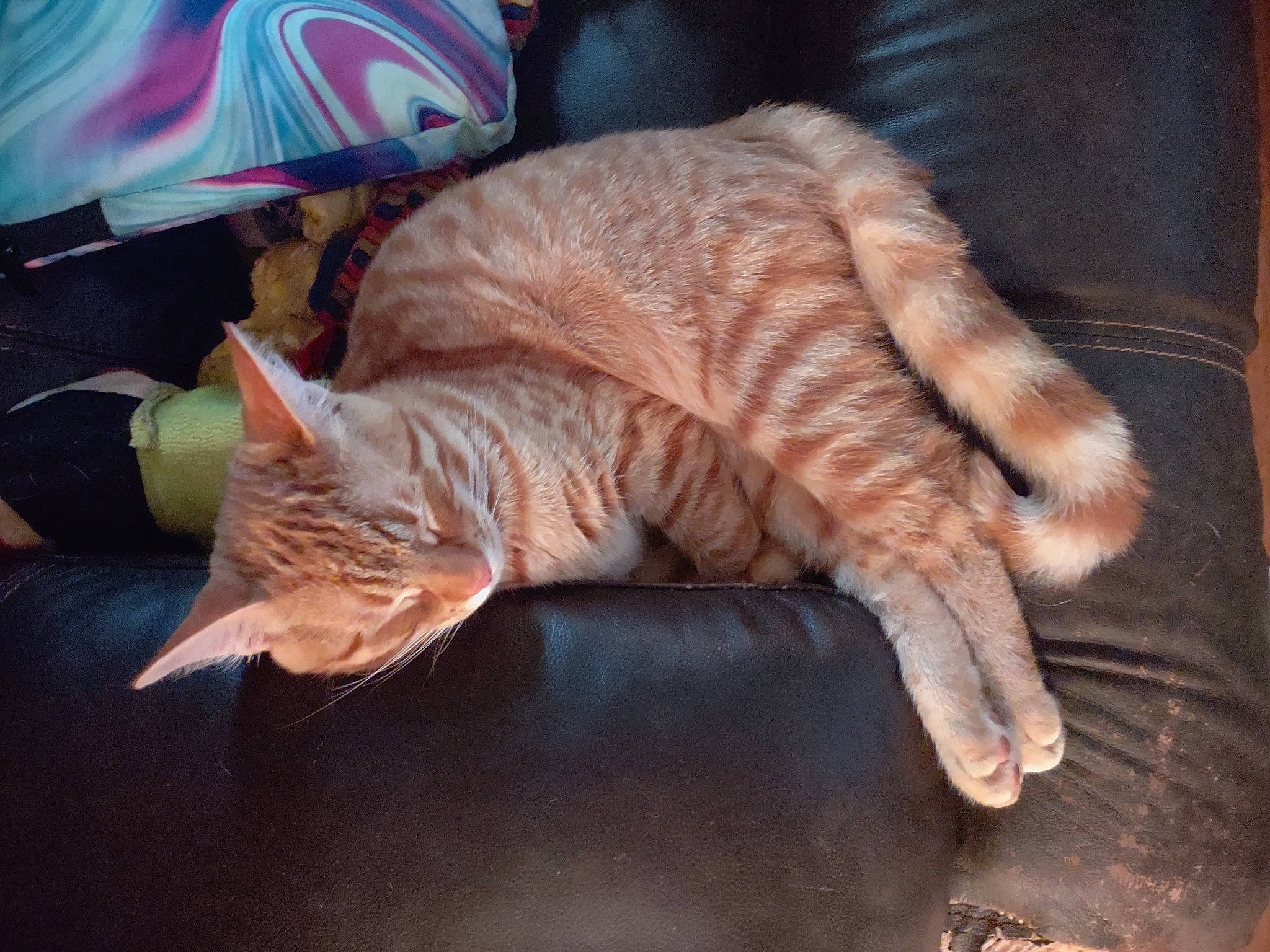 Kekee joined the competition — help win amazing prizes! carnivore, cat, claw, comfort, domestic_short_haired_cat, fawn, felidae, fur, hardwood, mammal, nap, paw, sleep, small_to_medium_sized_cats, snout, tail, terrestrial_animal, vertebrate, whiskers, wood