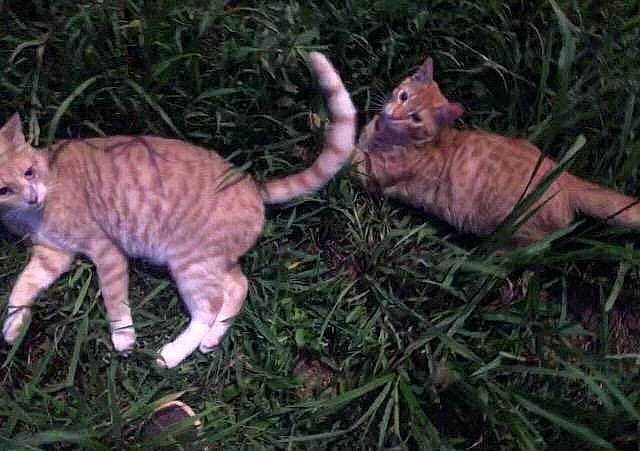 Kekee is registered to the contest to win money with this photo: carnivore, cat, claw, domestic_short_haired_cat, event, fawn, felidae, fur, grass, organism, paw, plant, small_to_medium_sized_cats, tail, terrestrial_animal, whiskers, wildlife