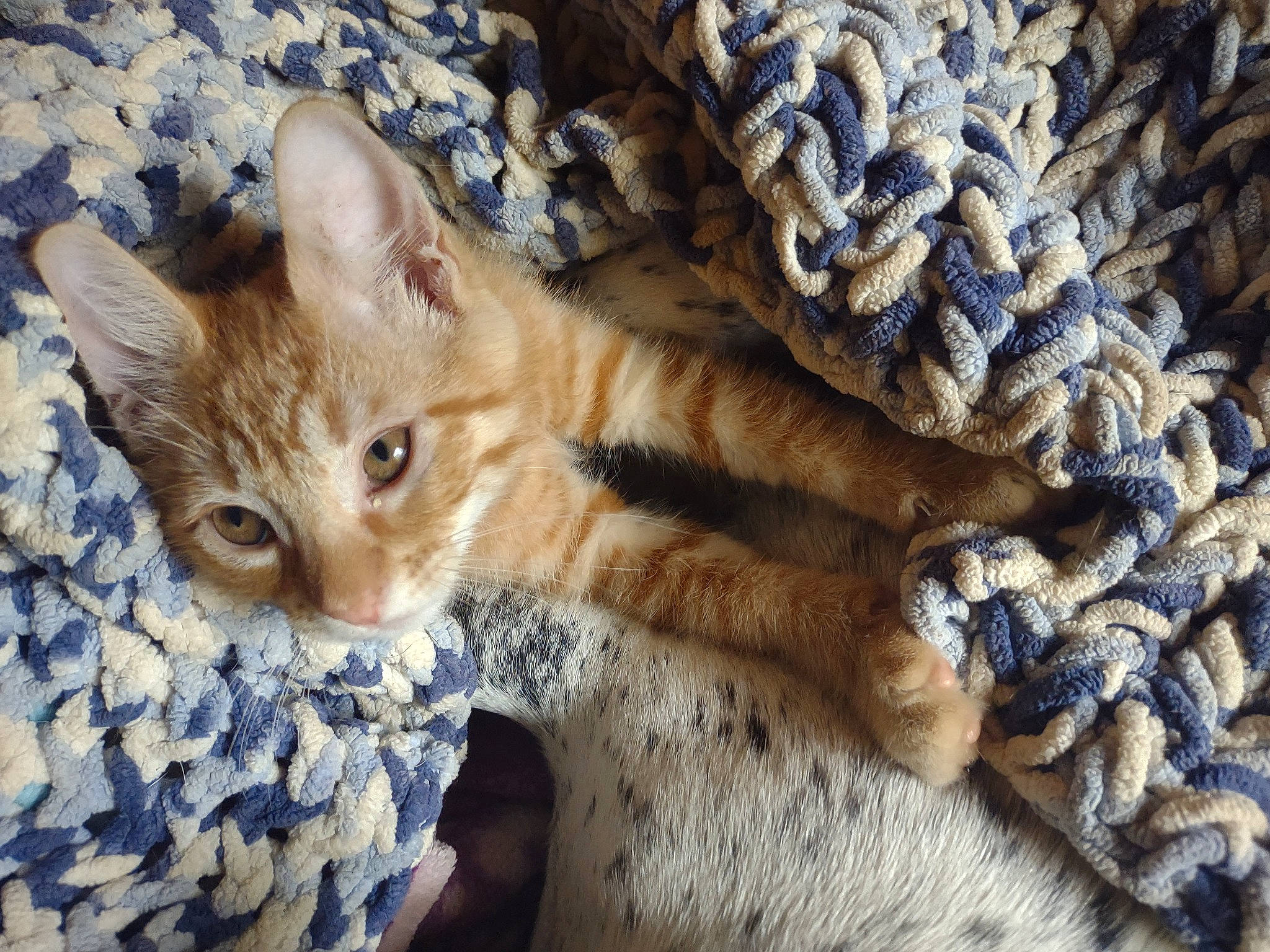 Kekee joined the competition — help win amazing prizes! carnivore, cat, claw, comfort, domestic_short_haired_cat, fawn, felidae, fur, pattern, paw, small_to_medium_sized_cats, snout, tail, terrestrial_animal, tree, whiskers, wood, woolen, woven_fabric