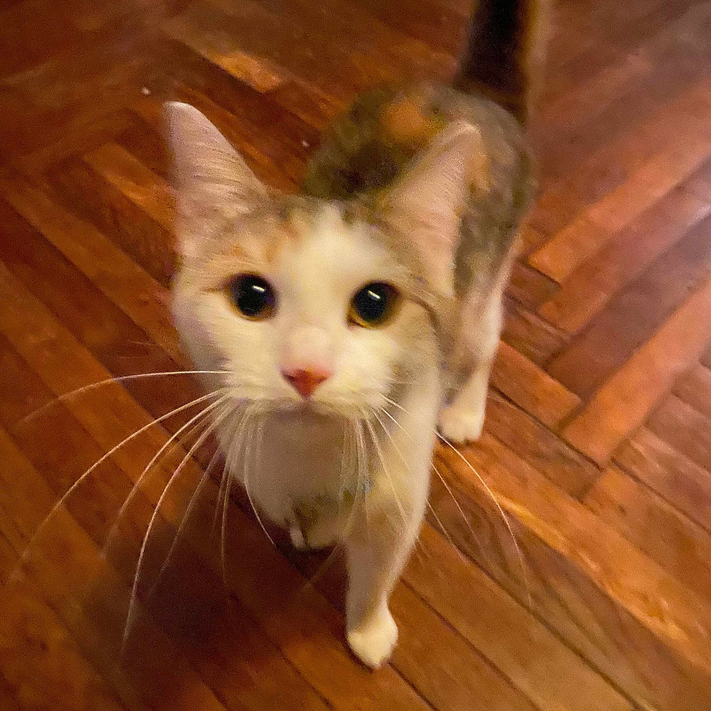 Julie is registered to the contest to win money with this photo: abyssinian, accessories, animal, cat, clothing, footwear, hardwood, indoors, interiordesign, kitten, manx, pet, plywood, runningshoe, sandal, shoe, sneaker, stainedwood, strap, wood