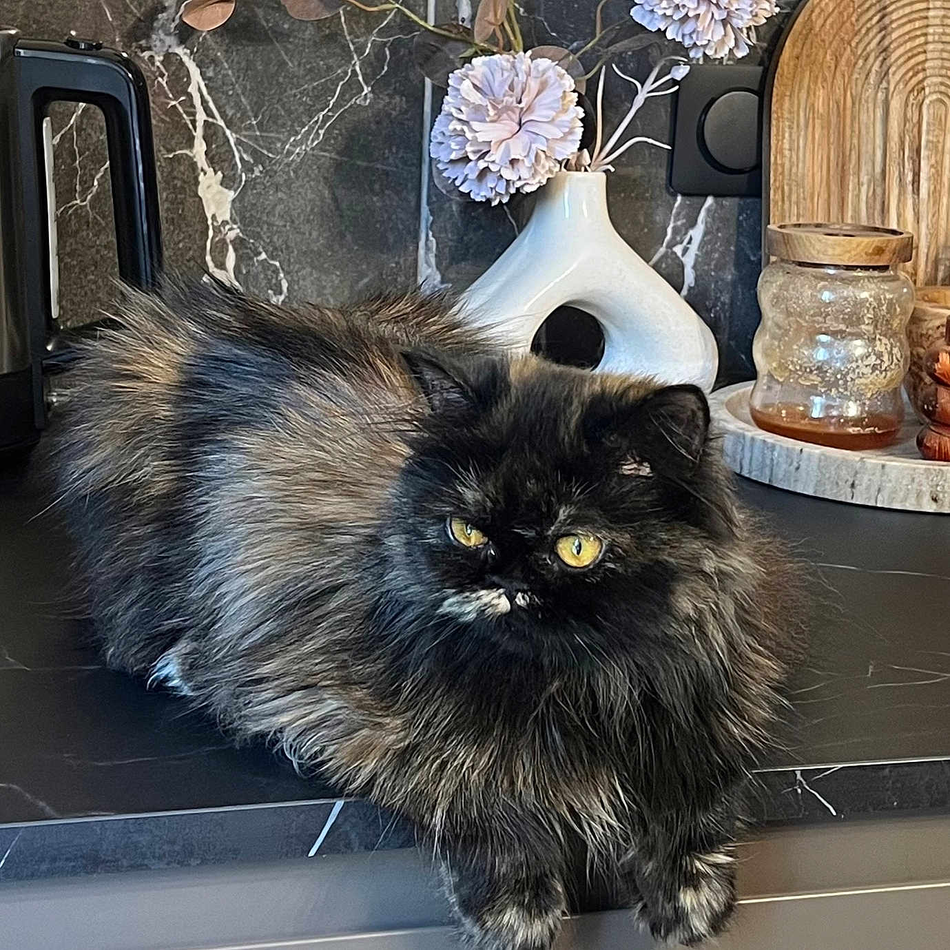 Nousha participe au concours pour gagner de l'argent avec cette photo : cat, countertop, curious, decor, domestic_animal, feline, flowers, fluffy, indoor, interior, jar, kitchen, marble, modern, pet, relaxed, tortoiseshell, vase, wooden_cutting_board, yellow_eyes
